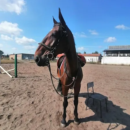 Przy Stajni Senny - Horse Riding 홈스테이 *