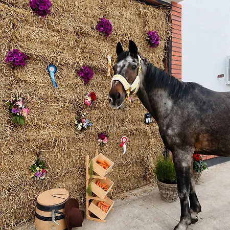 منزل للإقامة Przy Stajni Senny - Horse Riding *